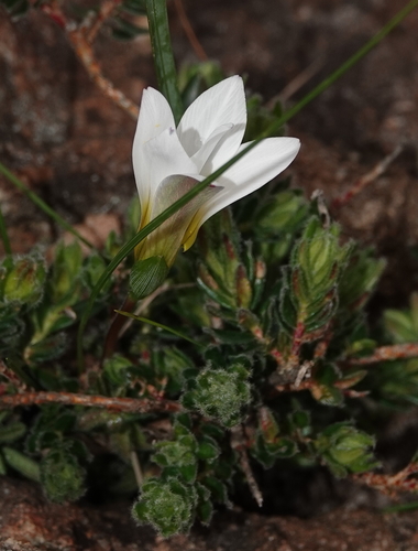 Romulea flava