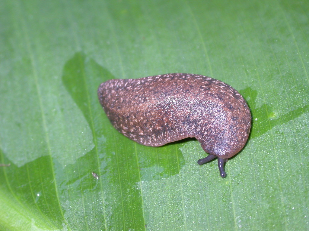 Leatherleaf Slugs