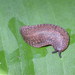 Leatherleaf Slugs - Photo (c) John Slapcinsky, some rights reserved (CC BY-NC)