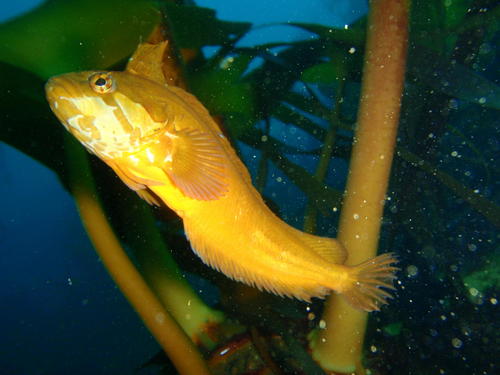 Clinus exasperatus