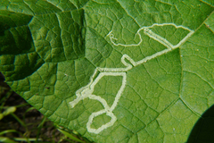 Phytomyza lappae