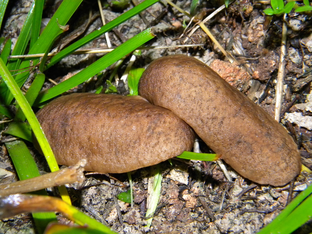 Sarasinula