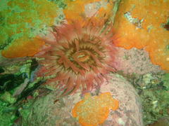 Anthopleura michaelseni