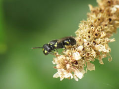 Hylaeus pictipes