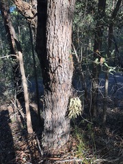 Corymbia gummifera