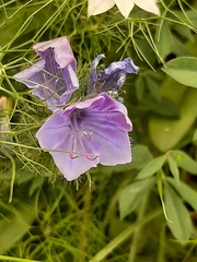 Magnoliopsida