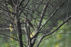 Lonchura punctulata