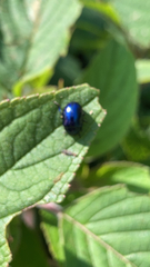 Chrysolina coerulans