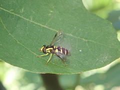 Xanthogramma stackelbergi