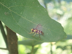 Xanthogramma stackelbergi