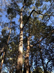 Corymbia gummifera