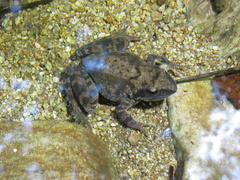 Rana huanrensis