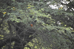 Alcedo atthis