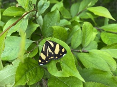 Psychostrophia melanargia