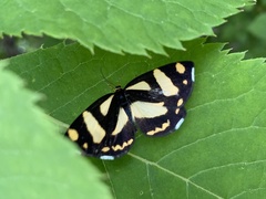 Psychostrophia melanargia