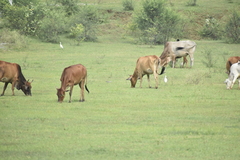 Bubulcus ibis