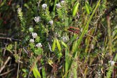Erica viridiflora viridiflora