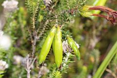 Erica viridiflora viridiflora