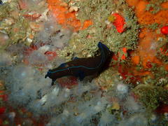 Tambja capensis