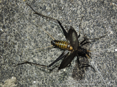 Meloimorpha japonica
