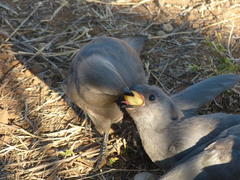 Corythaixoides concolor bechuanae