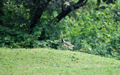 Vanellus indicus