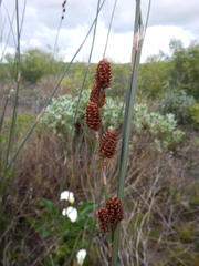 Thamnochortus spicigerus