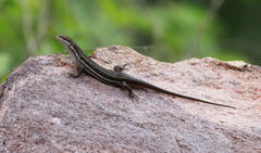 Trachylepis varia