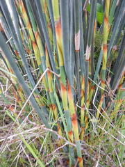 Thamnochortus spicigerus