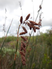 Thamnochortus spicigerus