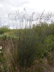 Thamnochortus spicigerus