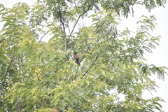 Centropus sinensis parroti