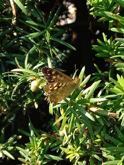 Pararge aegeria