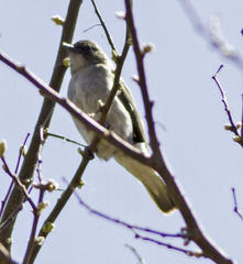 Prodotiscus regulus regulus