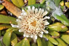 Oldenburgia paradoxa