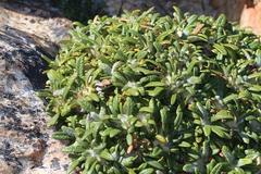 Oldenburgia paradoxa