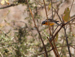 Emberiza flaviventris kalaharica