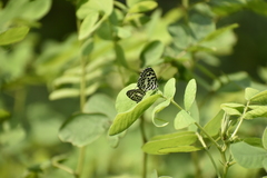 Castalius rosimon