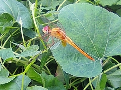 Crocothemis servilia