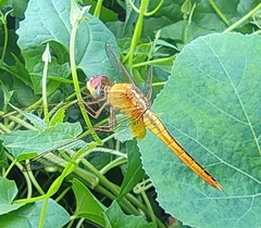 Crocothemis servilia