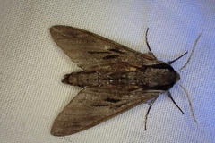 Sphinx maurorum