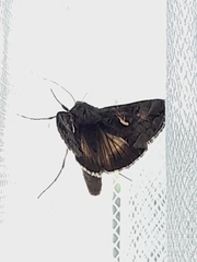 Autographa gamma