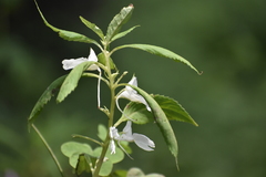 Angiospermae