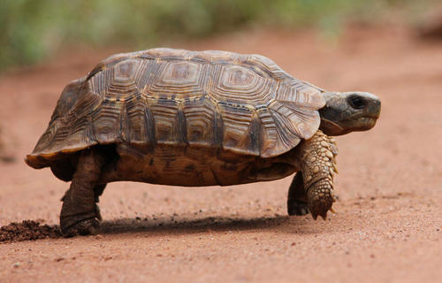 Kinixys lobatsiana