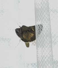 Autographa gamma
