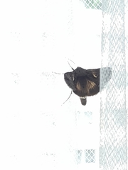 Autographa gamma