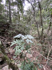 Cupaniopsis tomentella