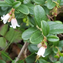 Vaccinium vitis-idaea