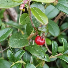 Vaccinium vitis-idaea
