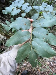 Cupaniopsis tomentella